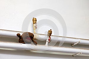 Two water pipes with two taps horizontally located on a white wall between which lies a brown soft toy