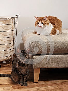 Two distinguish looking cats in great poses. Shot of 2 cats resting at home