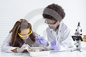 Two diverse teenage African black male and Caucasian white female students doing frog operations while studying and learning