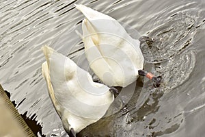 Two diving swans doing synchronise swimming