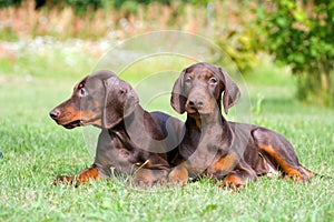 Two doberman puppys