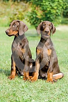 Two doberman puppys