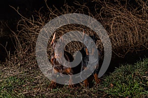 Two dobermans at night.