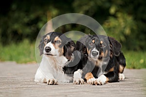 Two dog border collie portrait