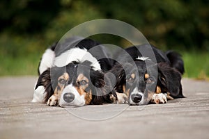 Two dog border collie portrait