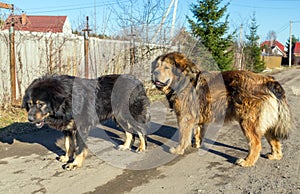 Two dog breed Tibetan Mastiff