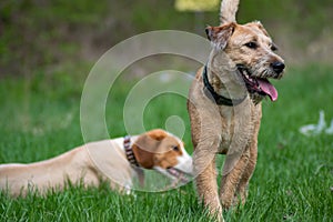 Two dog buddies enjoying sunny day on the meadow. Posavac hound and Fox terrier