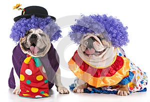 Two dog clown