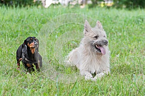 Two dog dachshund in park on grass summer