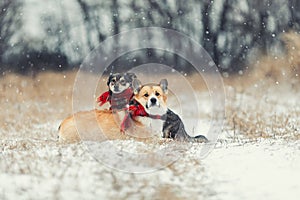 Two dog friends they lie next to each other in the winter Park under the falling snow in warm scarves