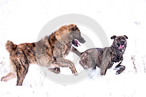 Two dog friends play in snow field