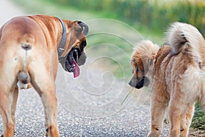 Two dog friends on the road