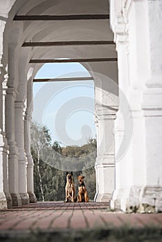 Two dog Malinois and Airedale