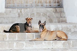 Two dog Malinois and Airedale