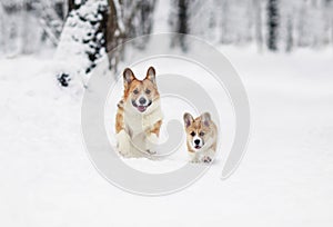 two dog red Corgi with their puppy run merrily through the white snow in the winter Park