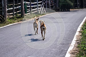 Two dog running asphalt road , animal outdoor background