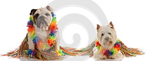 Two dog wearing hula costumes