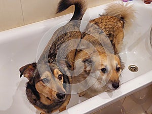 Two doggies in the same bathtub