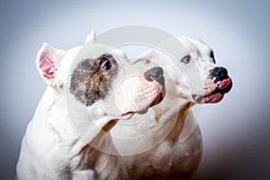 Two dogo argentino in studio