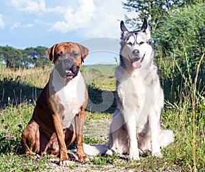 Two dogs, alaskan malamute and german boxer in nature sunny evening sitting