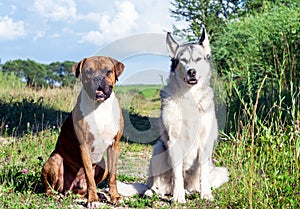 Two dogs, alaskan malamute and german boxer in nature sunny evening