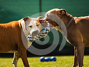 Two dogs amstaff terrier playing tog of war outside. Young and old dog fun in backyard