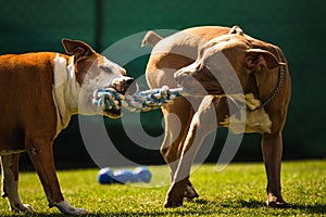 Two dogs amstaff terrier playing tog of war outside. Young and old dog fun in backyard
