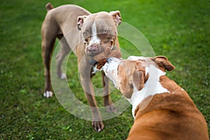 Two dogs amstaff terrier playing tog of war outside. Young and old dog fun in backyard