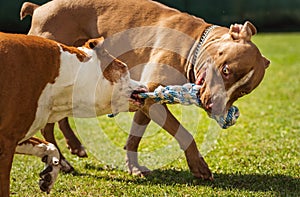 Two dogs amstaff terrier playing tug of war outside