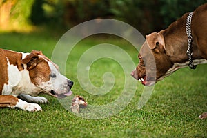 Two dogs amstaff terriers fighting over food. Young and old dog agressive behaviour