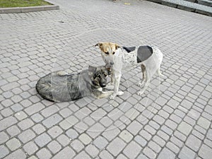 Two dogs on an asphalt