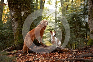 Two Dogs in Autumn Setting, Nova Scotia Duck Tolling Retriever and Jack Russell Terrier stand on a log.