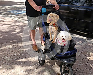 Two dogs in a baby buggy