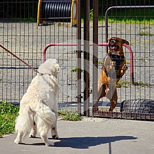 Two dogs bark at each other on the pet playground