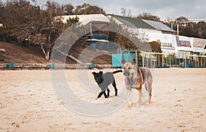 Two dogs on the beach. Pet concept. Domestic animals concept. Cute puppy and dog on the sand. Animal friendship concept.