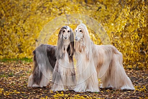 Two dogs, beautiful Afghan greyhounds