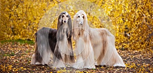 Two dogs, beautiful Afghan greyhounds