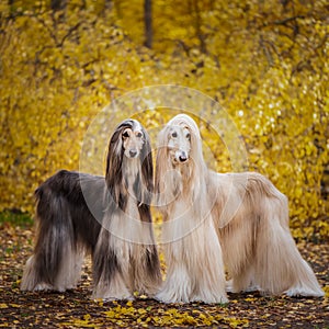 Two dogs, beautiful Afghan greyhounds, full-length