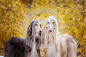 Two dogs, beautiful Afghan greyhounds, portrait