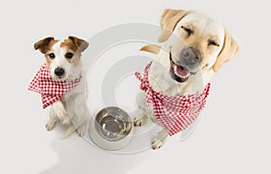 TWO DOGS BEGGING FOOD. LABRADOR AND JACK RUSSELL WAITING FOR EAT WITH A EMPTY BOWL. CLOSED EYES STANDING ON TWO LEGS. DRESSED WITH