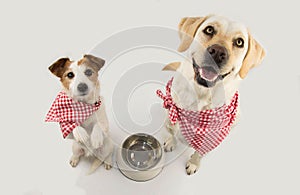 TWO DOGS BEGGING FOOD. LABRADOR AND JACK RUSSELL WAITING FOR EAT WITH A EMPTY BOWL. SITTING ON TWO LEGS. DRESSED WITH RED