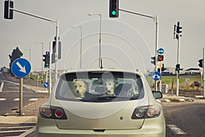 Two dogs behind the rear car window