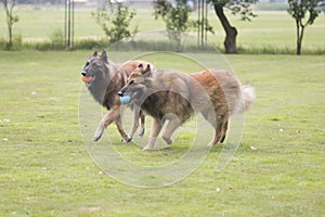 Two dogs, Belgian Shepherd Tervuren, playing with balls