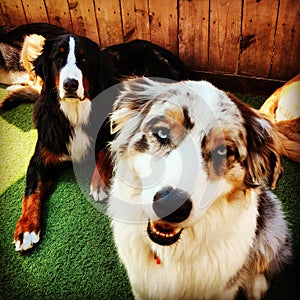 Two dogs berniese mountain dog Australian shepard