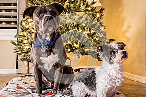 Two dogs, a bit pull and a tzu, posing in front of a Christmas tree