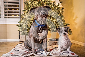 Two dogs, a bit pull and a tzu, posing in front of a Christmas tree