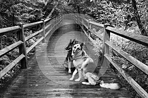 Two Dogs on Boardwalk at Tahquamenon Falls