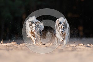 Two dogs border collie running on sand