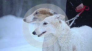 Two dogs Borzoi in winter forest