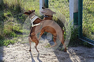 Two dogs bounce in nature. Funny Pets jump together. Playful Pets